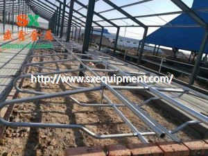Cow Free Stalls อุปกรณ์ฟาร์มสัตว์