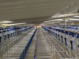 ลังตั้งท้องสุกรชุบสังกะสีแบบร้อน